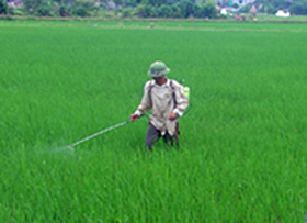 Nông dân xã Tân Vinh (Lương Sơn) phun thuốc phòng trừ sâu bệnh hại lúa